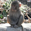 Rhesus macaque