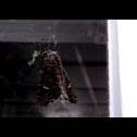 Moth
