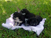Vendo Cachorros Raza Schnauzer 1 Mes De Nacido