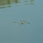 Pond Skater