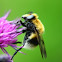Hoverfly