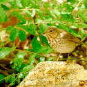 Gray-cheeked Thrush