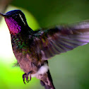 Purple-Throated Mountain-Gem
