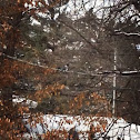 Belted kingfisher