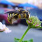 Abeja cardadora