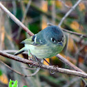 Ruby-crowned Kinglet