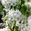 Pear blossom