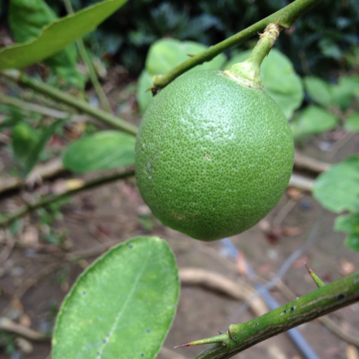 Lime