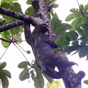 3 Toed Sloth