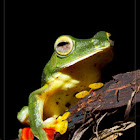 Malabar Gliding Frog