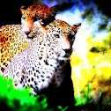 leopard