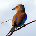 Lilac-Breasted Roller