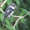 Pied Puffbird