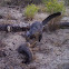 Grey fox