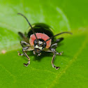 Leaf beetle