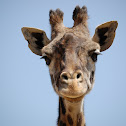 Masai Giraffe
