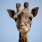 Masai Giraffe