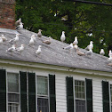American Herring Gull