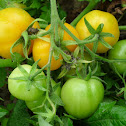 Tomato 蕃茄