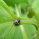 Green Shield Bug