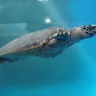 Sea Turtle