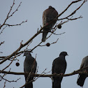 Rock Pigeon