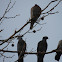 Rock Pigeon