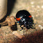 Chrysomelid Beetle
