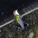 Colibri