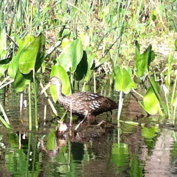 Spotting Image 1