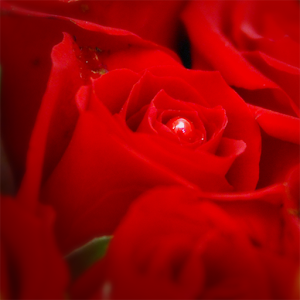 花年台北花店.apk 1.2.8