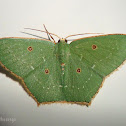 Emerald Moth