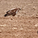 Common Buzzard - Káně lesní