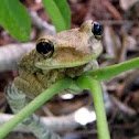 Cuban Tree frog