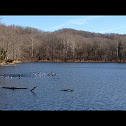 Ring-necked Ducks, American Coots