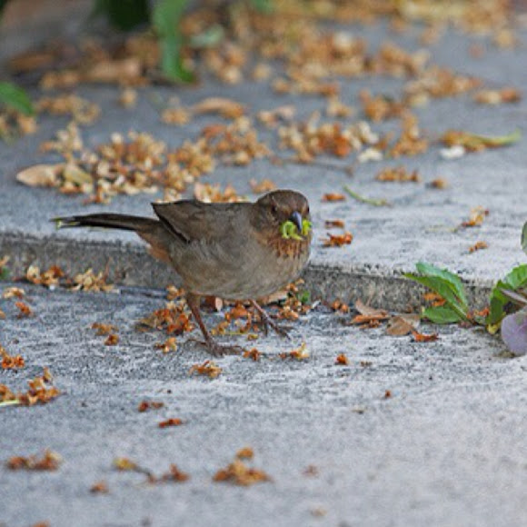 Spotting Image 1