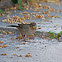 California Towhee