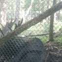 Moose