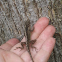 Copper Anole