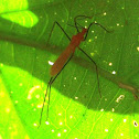 Assassin bug