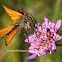 Thymelicus sylvestris