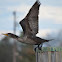 Cormorant