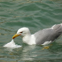 Yellow-legged Gull