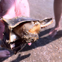 Knobbed Whelk