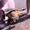 Knobbed Whelk