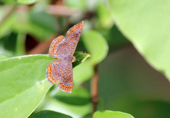 Spotting Image 1