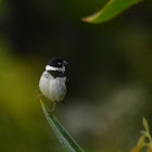 Variable seedeater