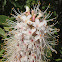 California Buckeye Blossoms