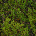 Wilson's Warbler