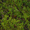 Wilson's Warbler